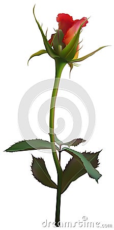 Red Rose Bud Vector Illustration