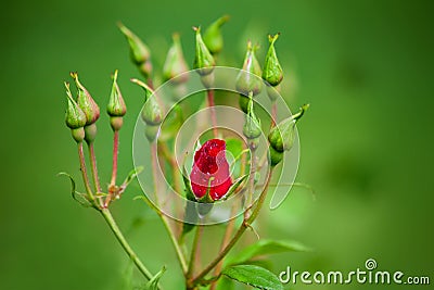 Red rose bud Stock Photo