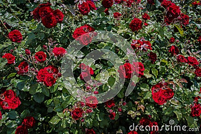 Red rose bush background. Beautiful scarlet roses in the garden close-up for valentine's day. Natural rosebush background Stock Photo