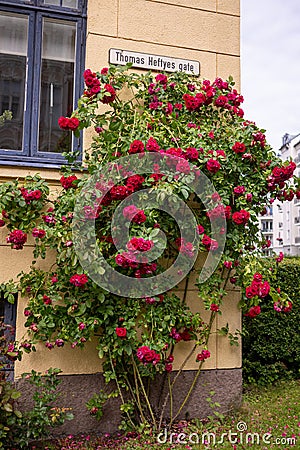 Red rose bush in front of a house in the city of Oslo, Norway Editorial Stock Photo