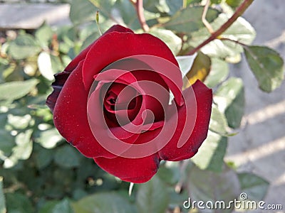 Red rose close shoot Stock Photo