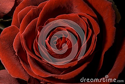 Red Rose Close Up Stock Photo