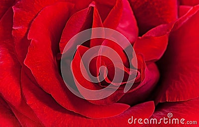 Red rose close-up Stock Photo