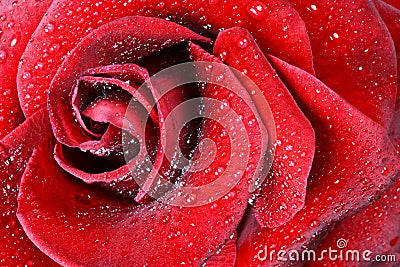 Red rose closeup Stock Photo