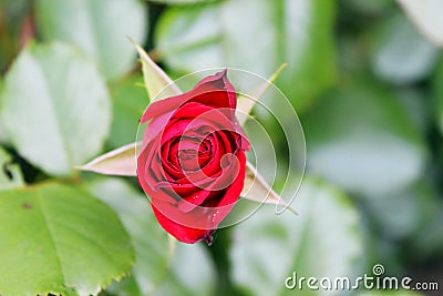 Red rose Stock Photo