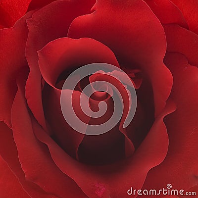 Red rose closeup background Stock Photo