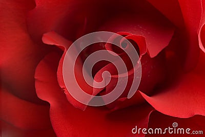 Red rose closeup background Stock Photo