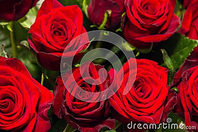 Red rose closeup. Bouquet. Stock Photo