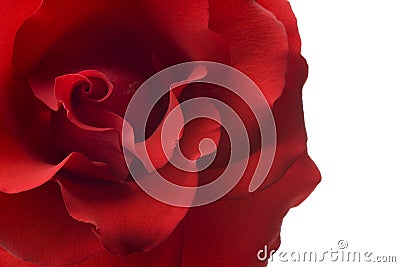 Red rose closeup isolated on white background Stock Photo