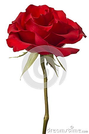 Red rose closeup isolated on white background Stock Photo