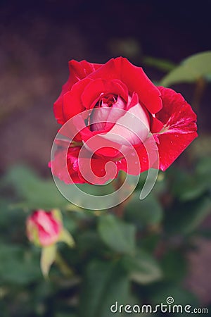 Red rose in cold colors Stock Photo