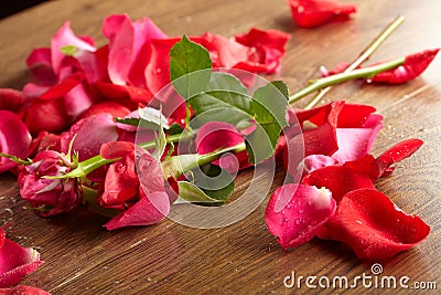 Red rose, drop water Stock Photo