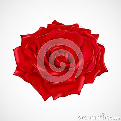 Red rose with drops of dew Vector Illustration