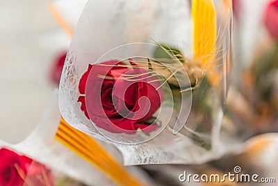 Red rose of the dyad of Sant Jordi, typical festival of Catalonia Stock Photo