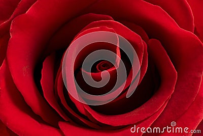 Red rose flower Stock Photo