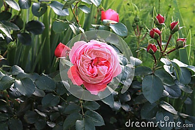 Red rose flower, beautiful, wonderful, nature Stock Photo
