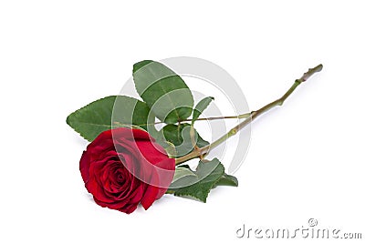 Red rose flower close-up isolated on white clipping path included Stock Photo