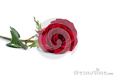 Red rose flower close-up isolated on white clipping path included Stock Photo