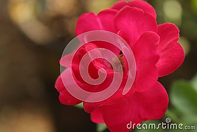 Red rose flower close up photo Stock Photo