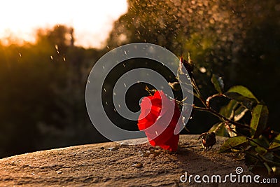 Red rose flower on dramatic, romantic sunset under rain . Suitable for Valentines day, Mothers day, wedding anniversary Stock Photo