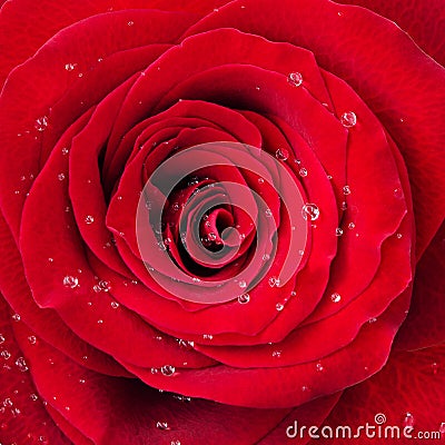 Red rose flower with drops of water Stock Photo