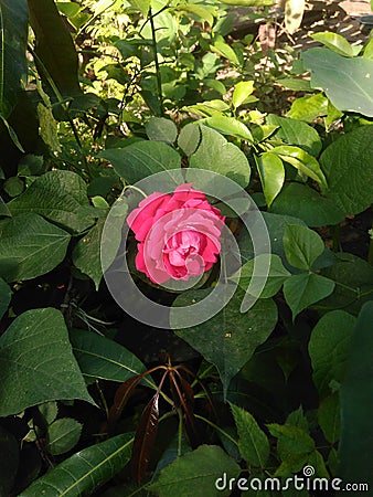 Red rose flower with green leaf Stock Photo