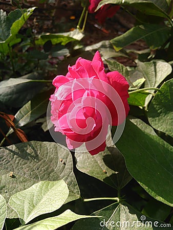 Red rose flower with green leaf Stock Photo