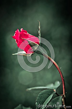 Red rose flower on green tone background Stock Photo