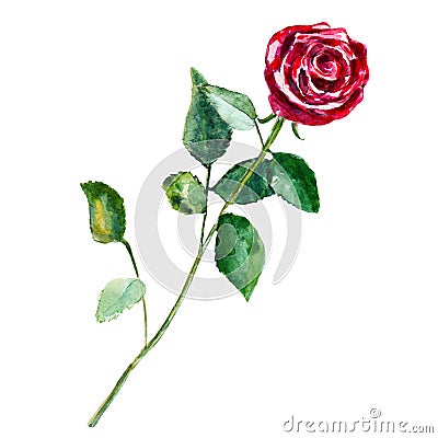 The red rose flower isolated on white background, watercolor illustration Cartoon Illustration