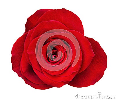 Red rose flower Stock Photo