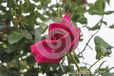 Red rose flower on the leaves background Stock Photo