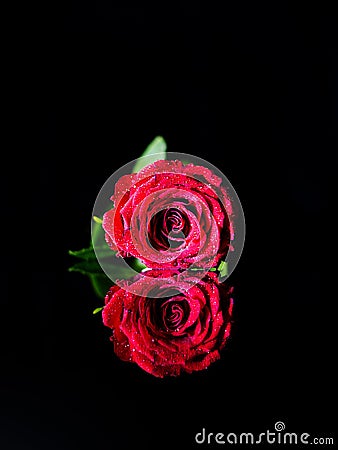 A red rose flower on the black reflective surface looks like number 8like Stock Photo