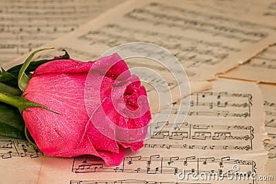 Red rose flower and music notes sheet Stock Photo