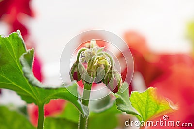 Red rose flower one opened second closed in bud with blurred country garden Stock Photo