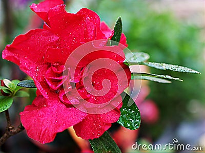 Red rose flower red azalea flower in garden with water drops and blurred background ,Rhododendron moulmeinene hook ,sweet color Stock Photo