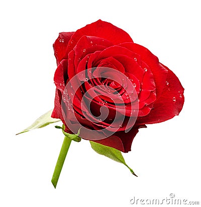 Red rose flower rosette with drops of water Stock Photo