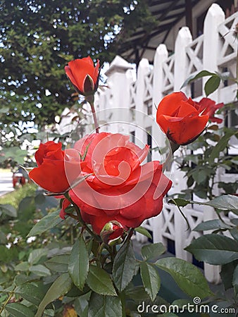 Beauy of the red rose flower. Stock Photo