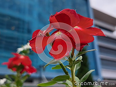 Red rose flowers green plants garden building landscape Stock Photo