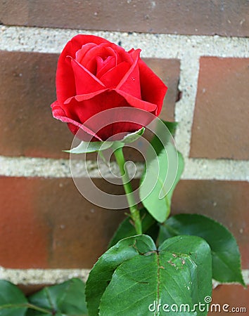 Red rose in front of brick wall Stock Photo