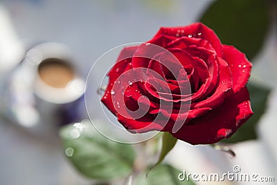 Red rose Front View Stock Photo