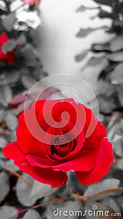 a red rose in full bloom. looks very fresh and elegant Stock Photo