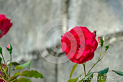 Red rose Stock Photo