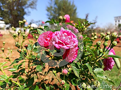 Red Rose in garden Stock Photo