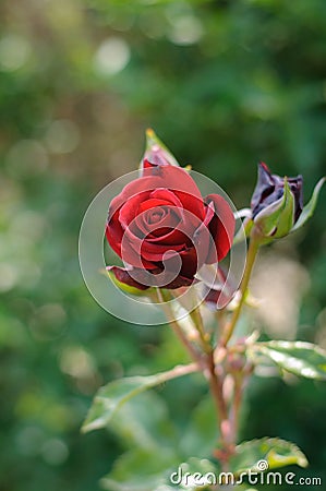 Red rose in the garden clouse up Stock Photo