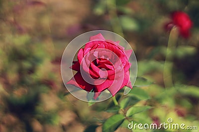 A red rose in the rose garden .it is looking a beauty queen from the all of rose in the rose garden Stock Photo