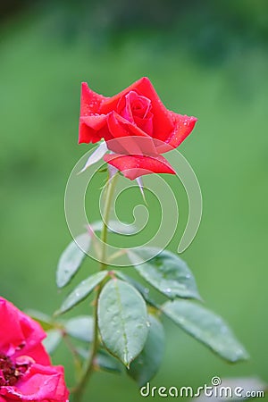 Red rose on a green background Stock Photo