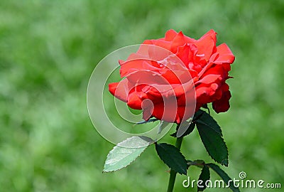 Red rose green bokeh background Stock Photo