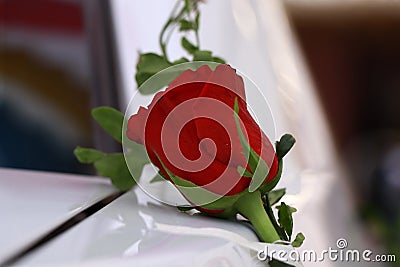 Red rose green Stock Photo