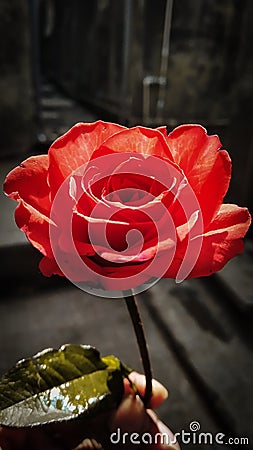 Red rose in hand Stock Photo