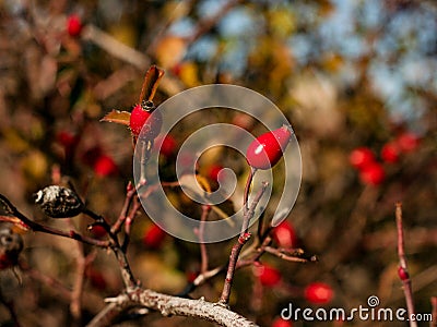 Red rose hips on a bush Stock Photo